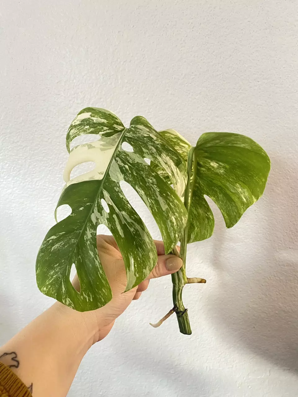 Monstera Albo Top Cut #2 thumbnail