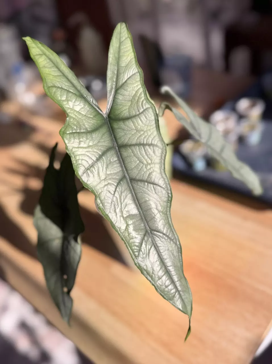 Dragons Breath CORM thumbnail