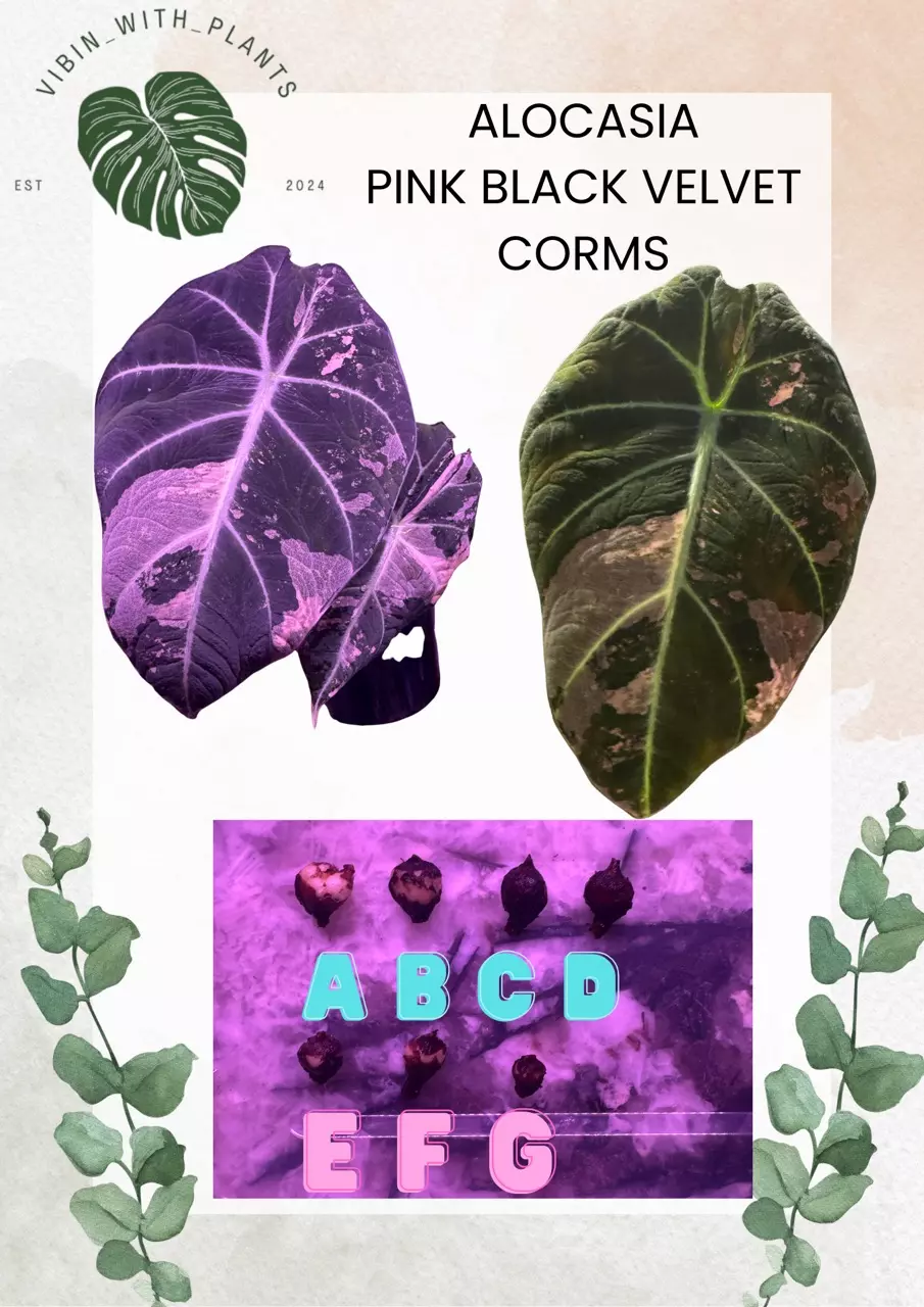 Alocasia Pink Black Velvet Corm (D) thumbnail