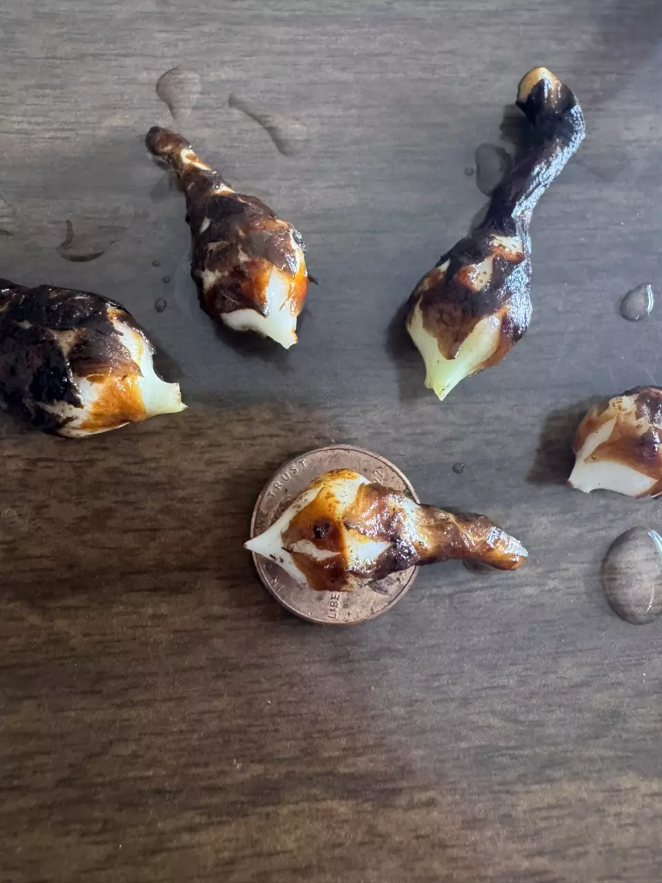 Big Corms: Green on Green Zebrina Alocasia thumbnail