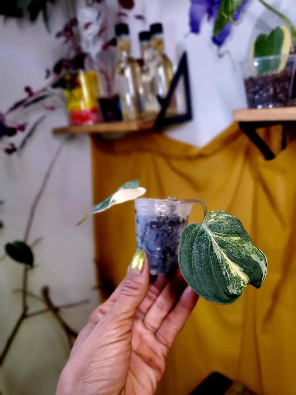 🦄 Aurea Micans Philodendron 🪴✨️ Rooted Starter Plant thumbnail