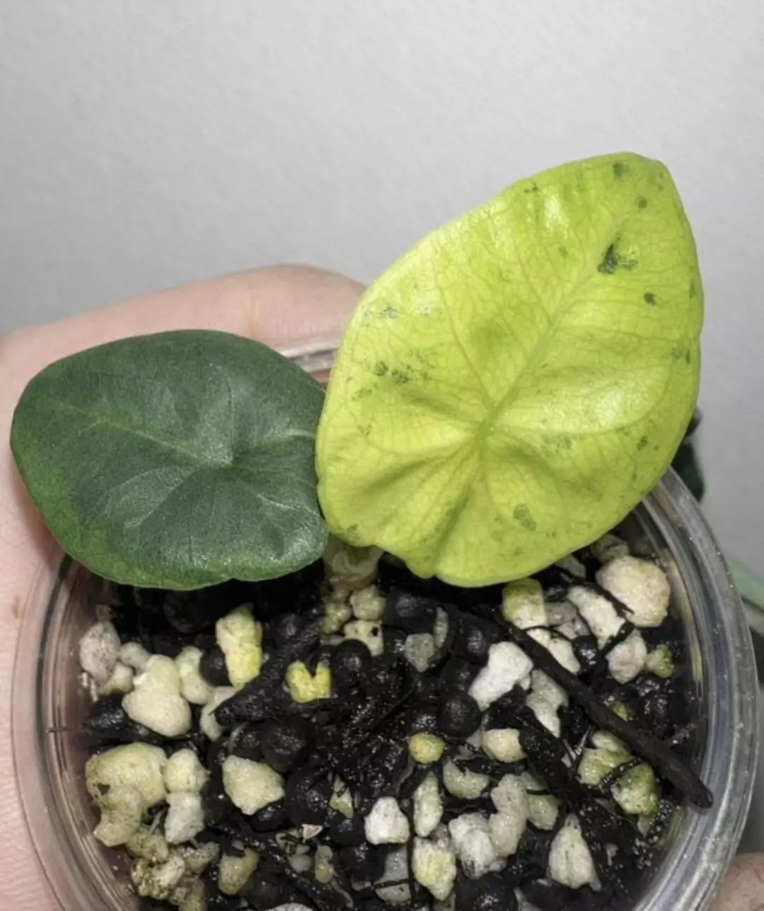 Alocasia Reginae Aurea Pup/Corm thumbnail