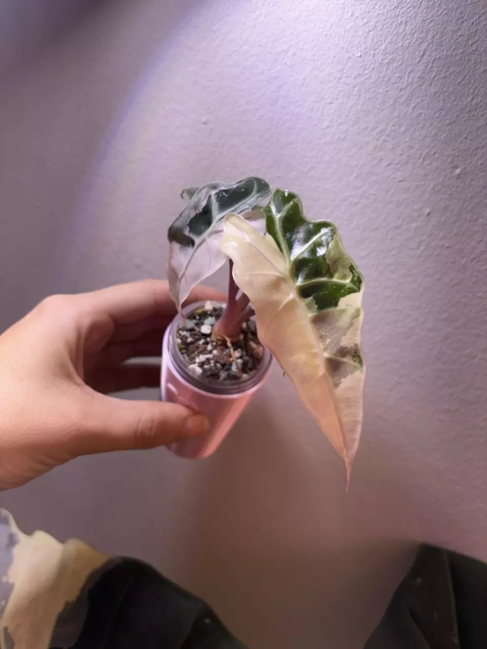 ✨Alocasia Pink Polly✨ thumbnail