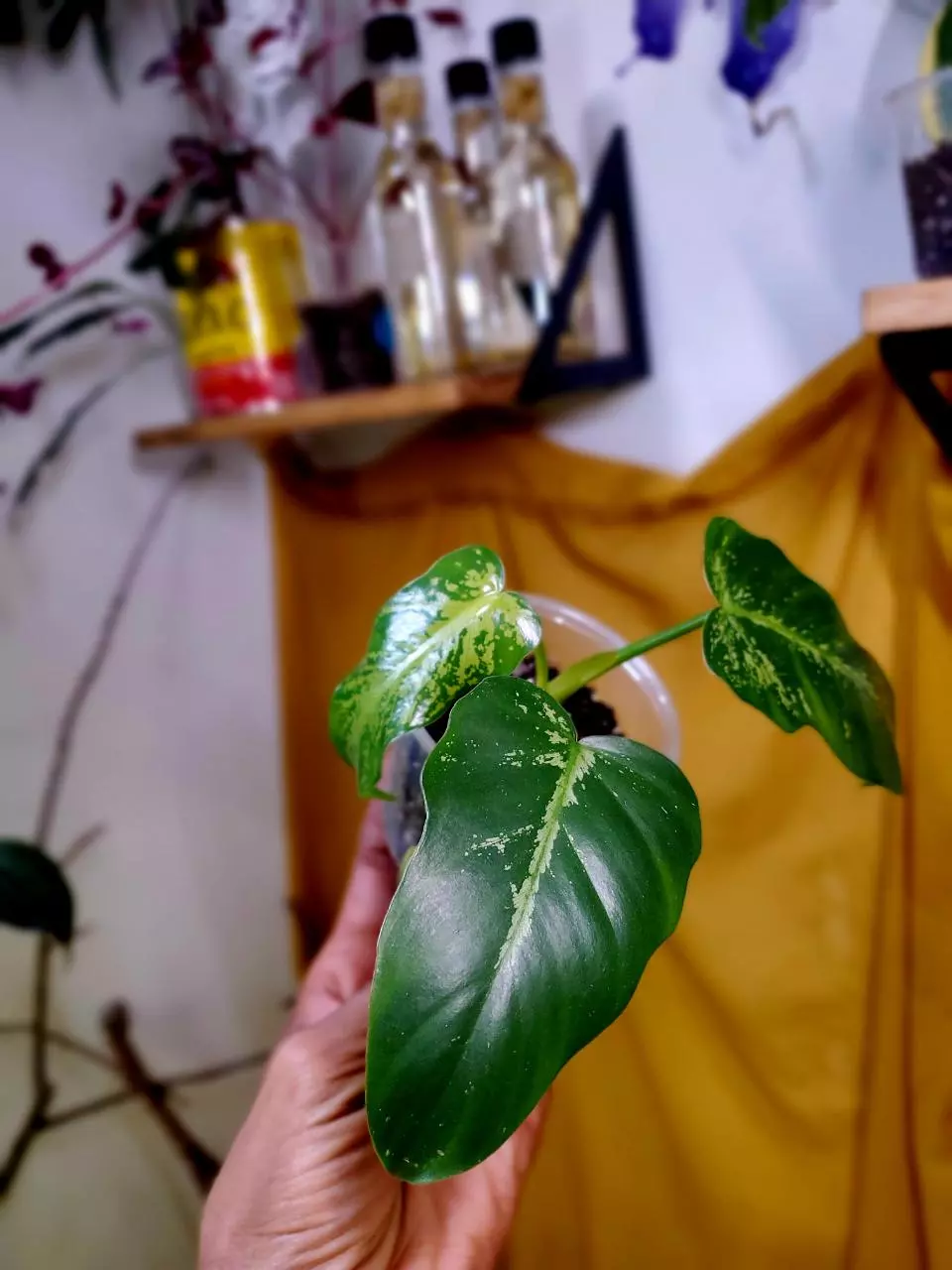 🐉🌱 Philodendron Golden Dragon ✨️ Rooted Cutting thumbnail