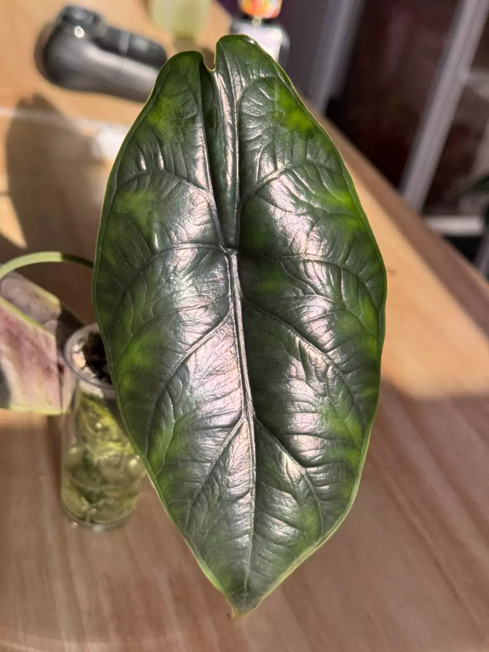 Green Unicorn CORMS thumbnail