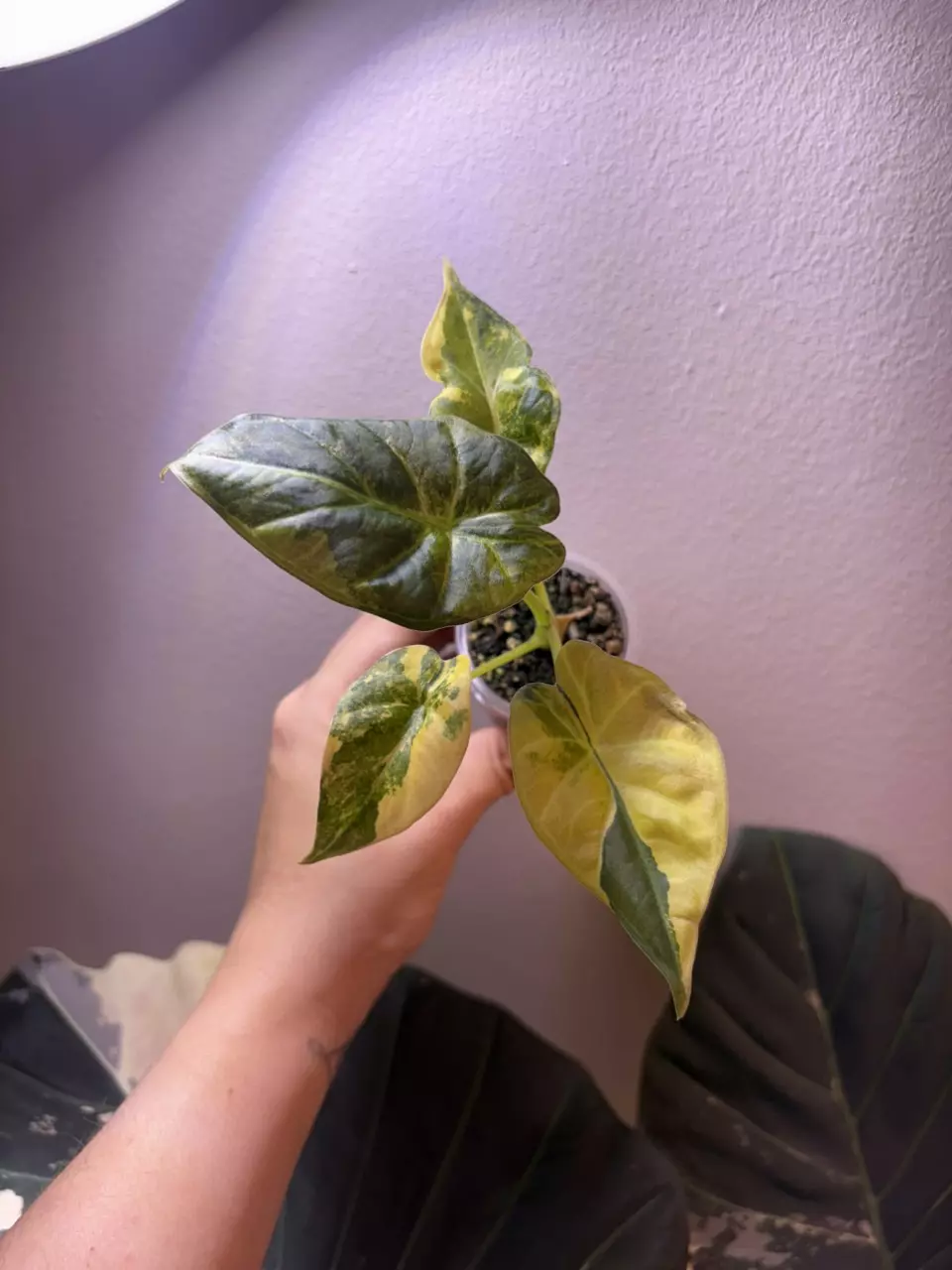 ✨Alocasia Regal Shield Aurea✨ thumbnail