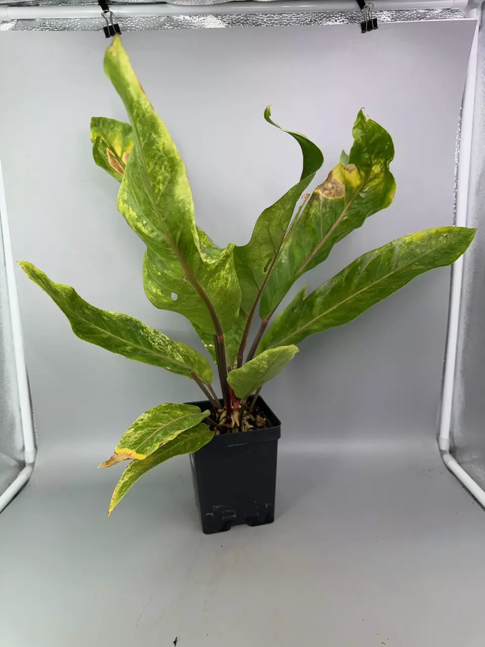 Large Pink Vein Hookeri thumbnail