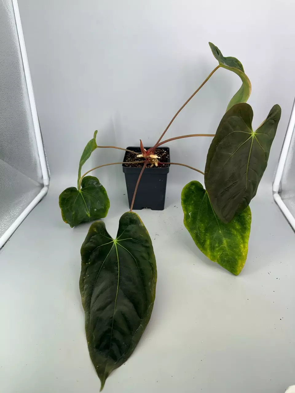 Blue Pap x Ree Gardens Dressleri Anthurium thumbnail