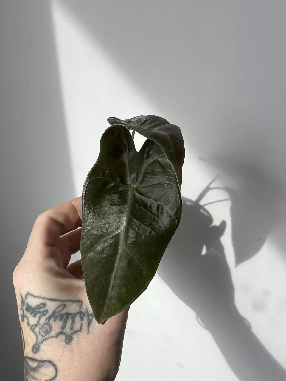 Alocasia Sanderiana thumbnail
