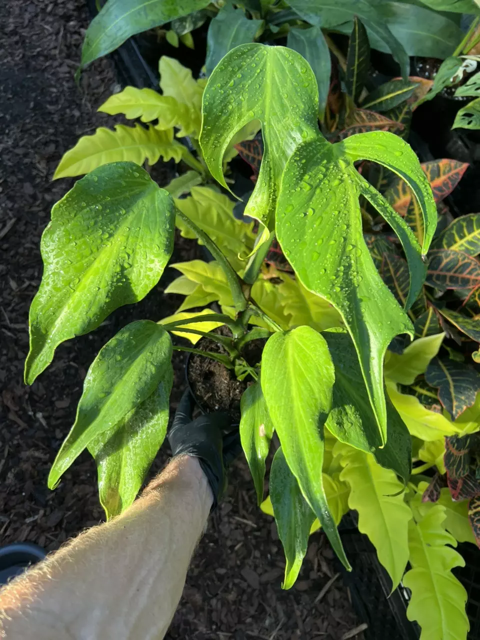 Burle Marx Flame 6” FULL!! thumbnail