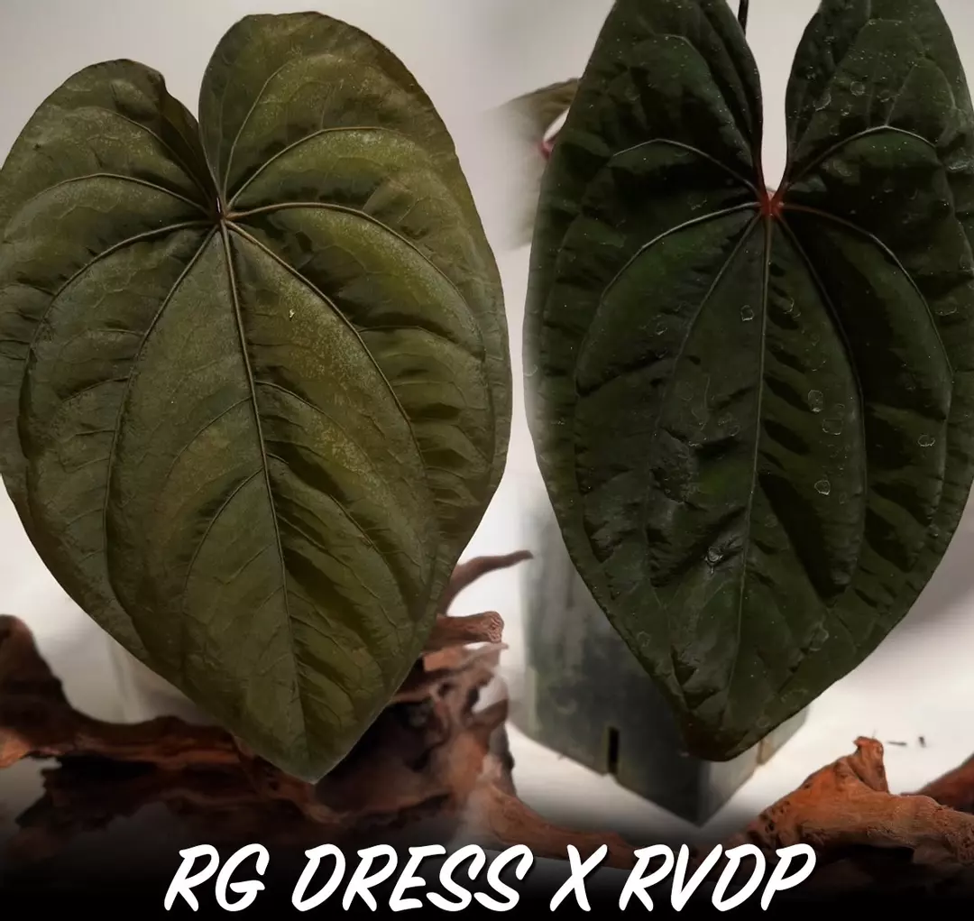 RG Dress x RVDP thumbnail