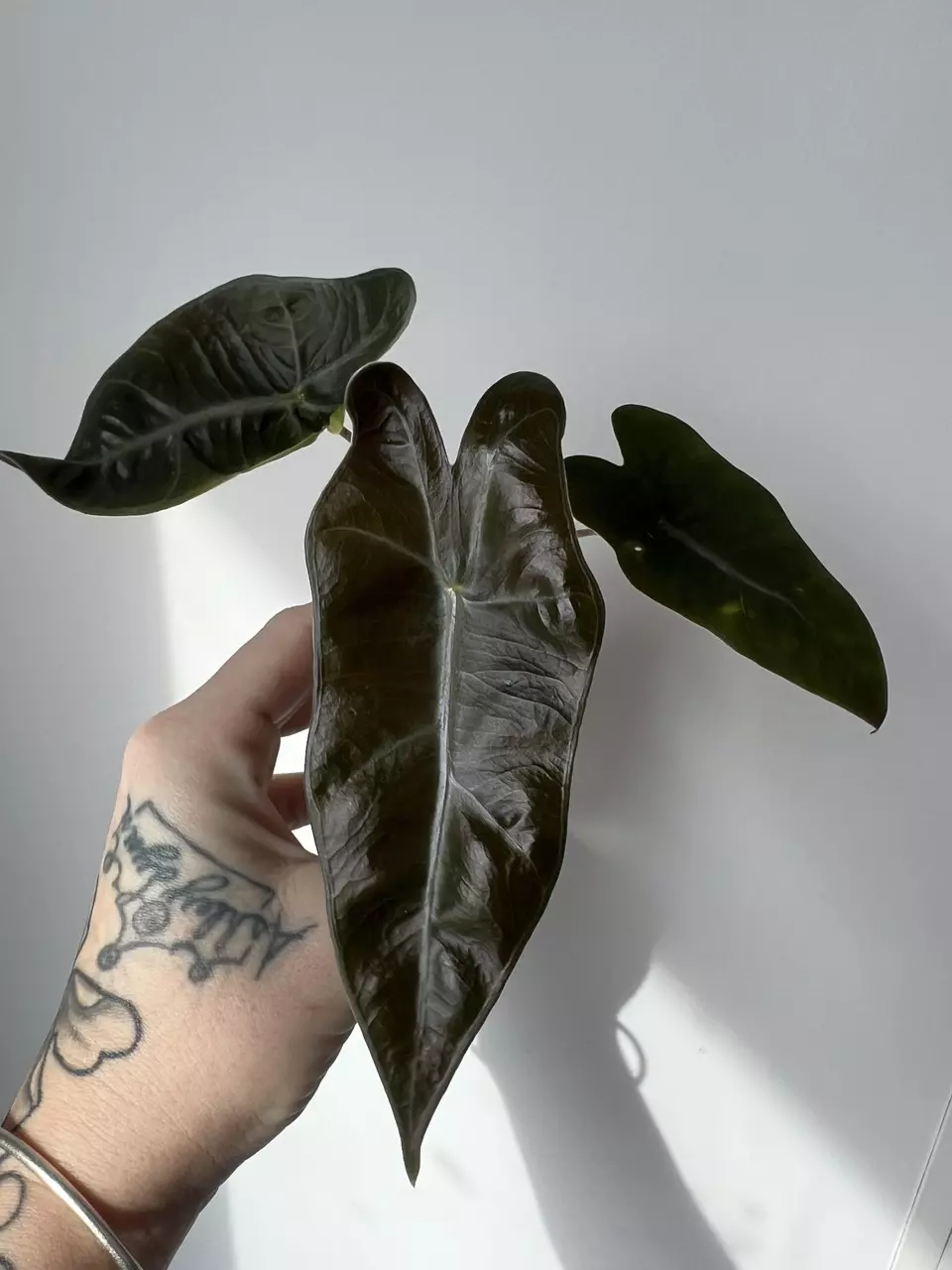 Alocasia Sanderiana thumbnail