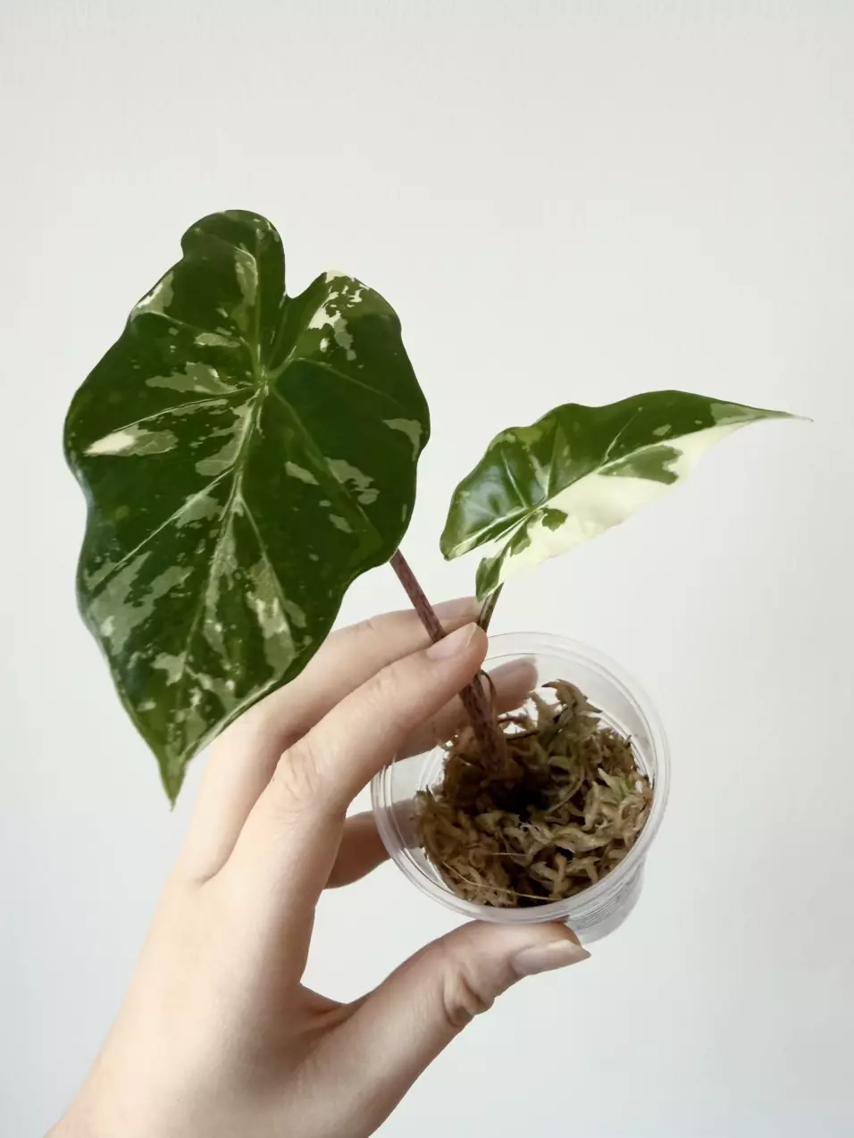 Alocasia Portora Albo thumbnail