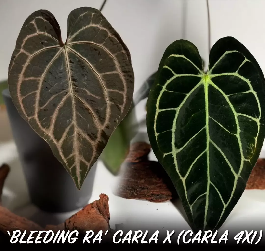 Bleeding Ra Carla x Carla 4x1 thumbnail