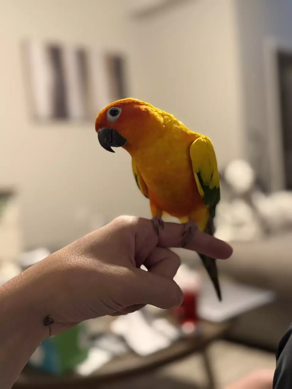 $65 Crazy Kona Mystery Box ! thumbnail