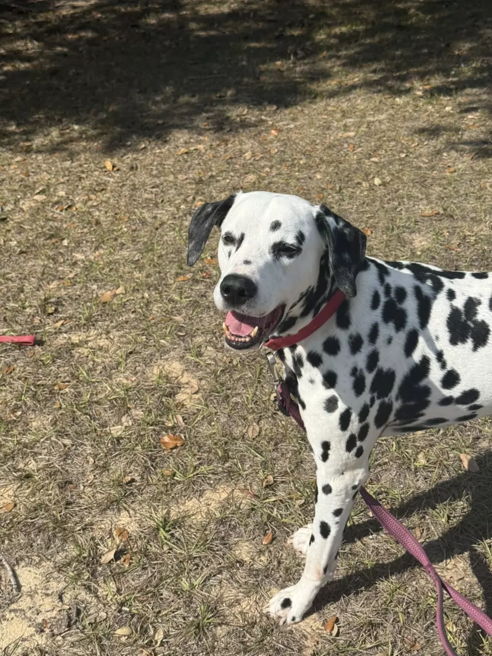 $25 LOU BUDDY MYSTERY BOX thumbnail