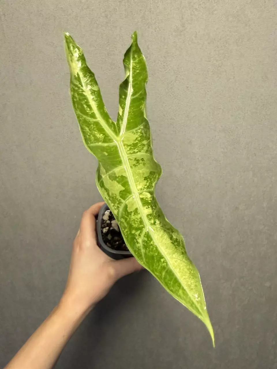 CORM-Alocasia Longiloba Lucifer Albo thumbnail