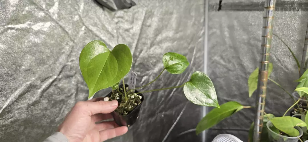 Anthurium NOID/sp. Nova thumbnail