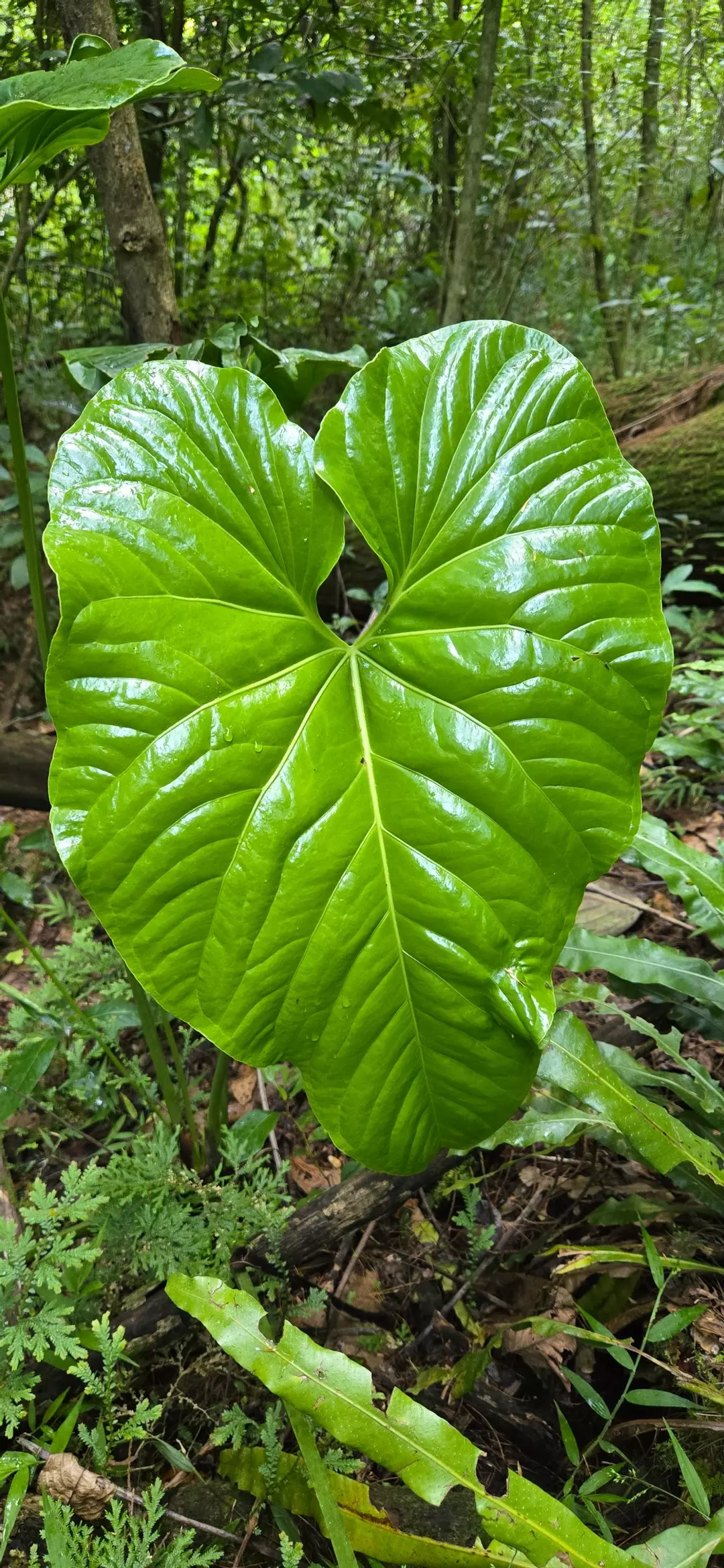Anthurium ixtlanense or aff thumbnail