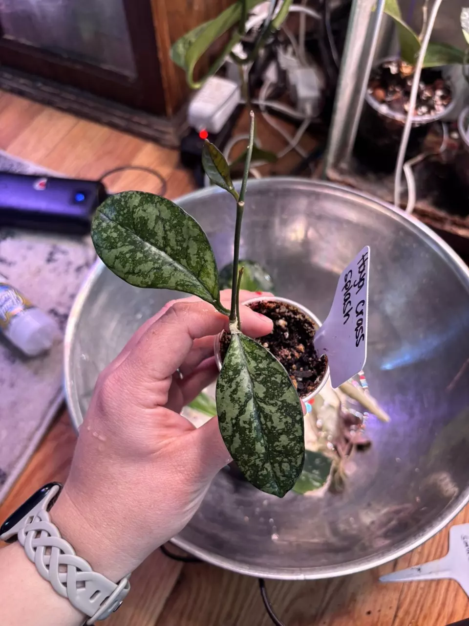 Hoya crass super splash thumbnail