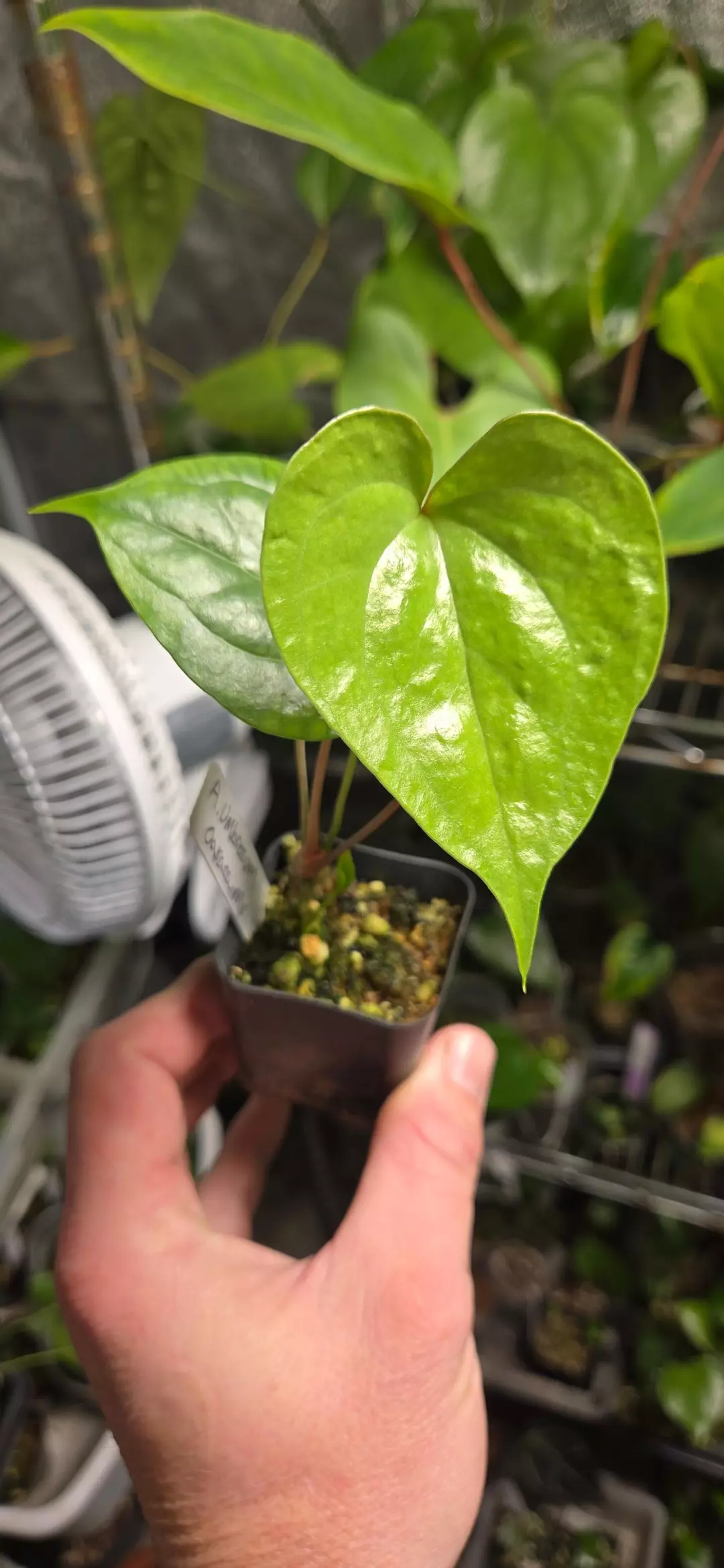Anthurium umbrosum (2 growth points) thumbnail