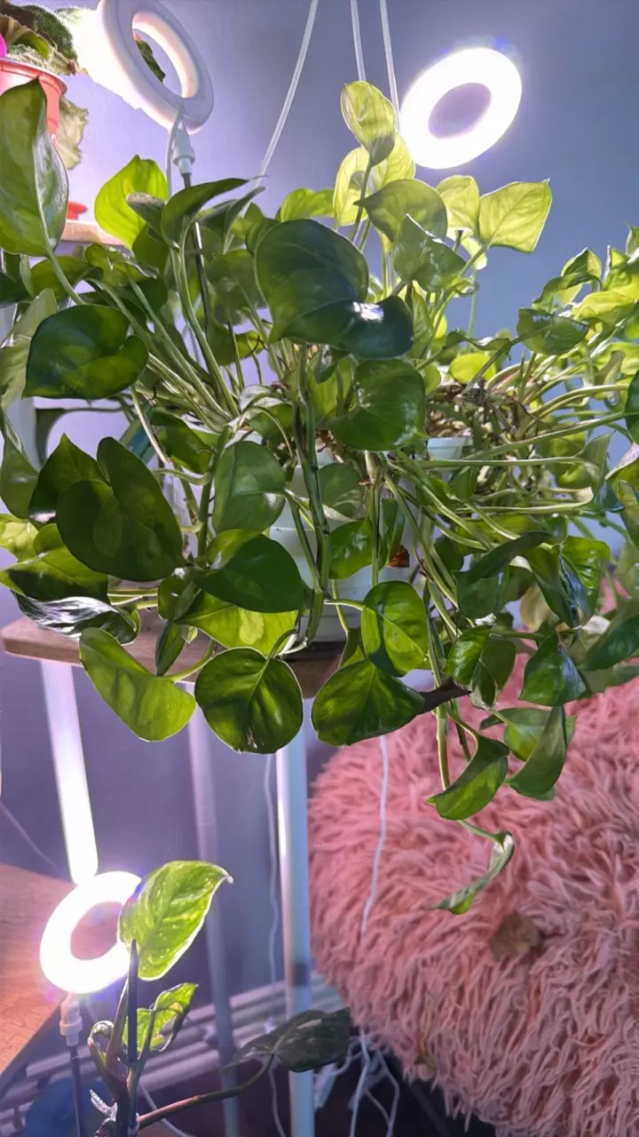 Global green thumbnail