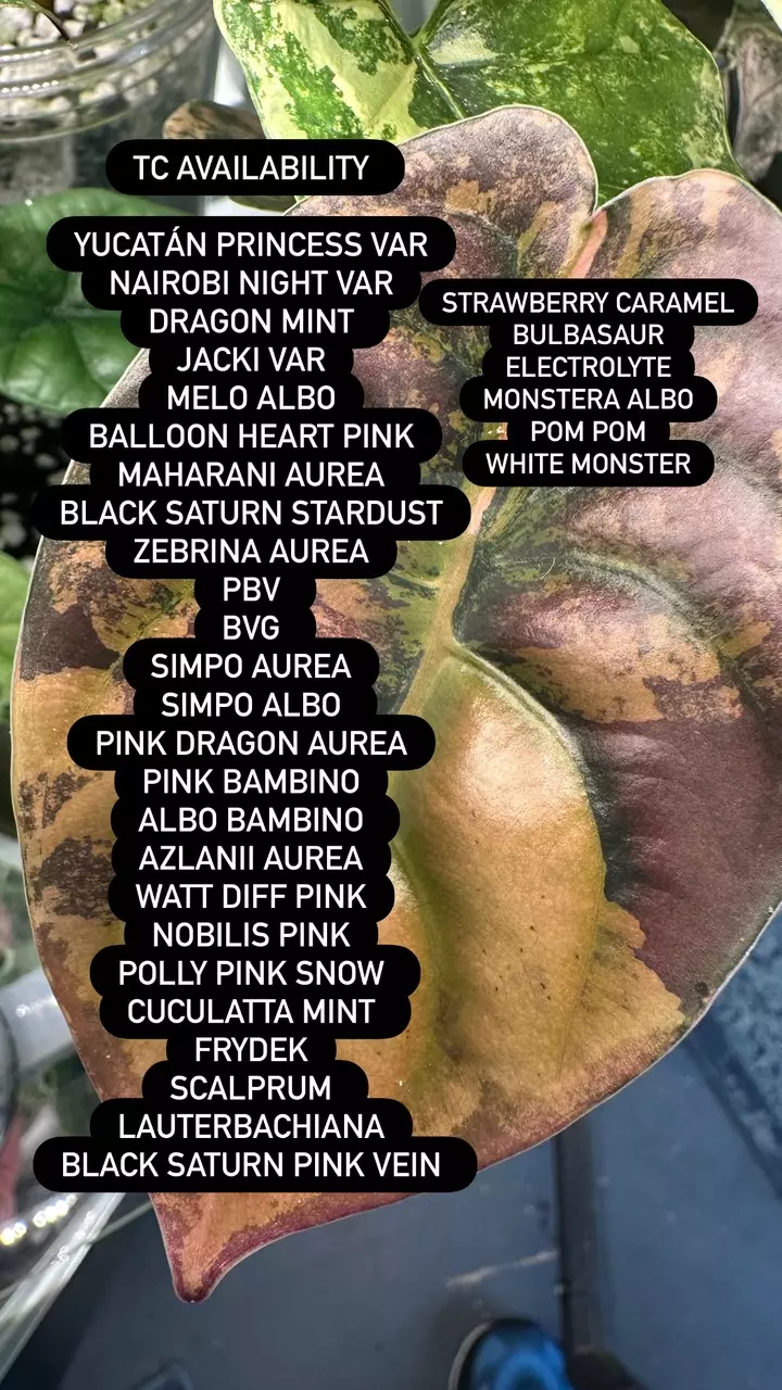 TC Availability thumbnail