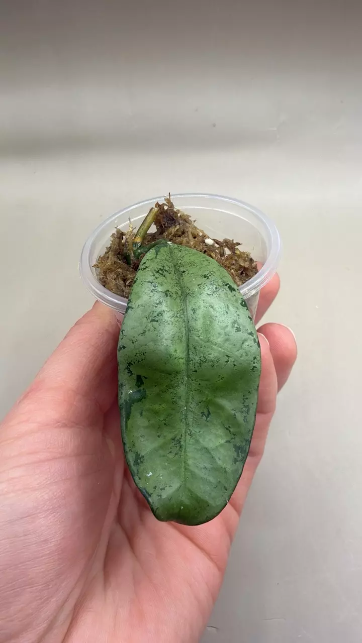 Hoya Griffithii Silver thumbnail