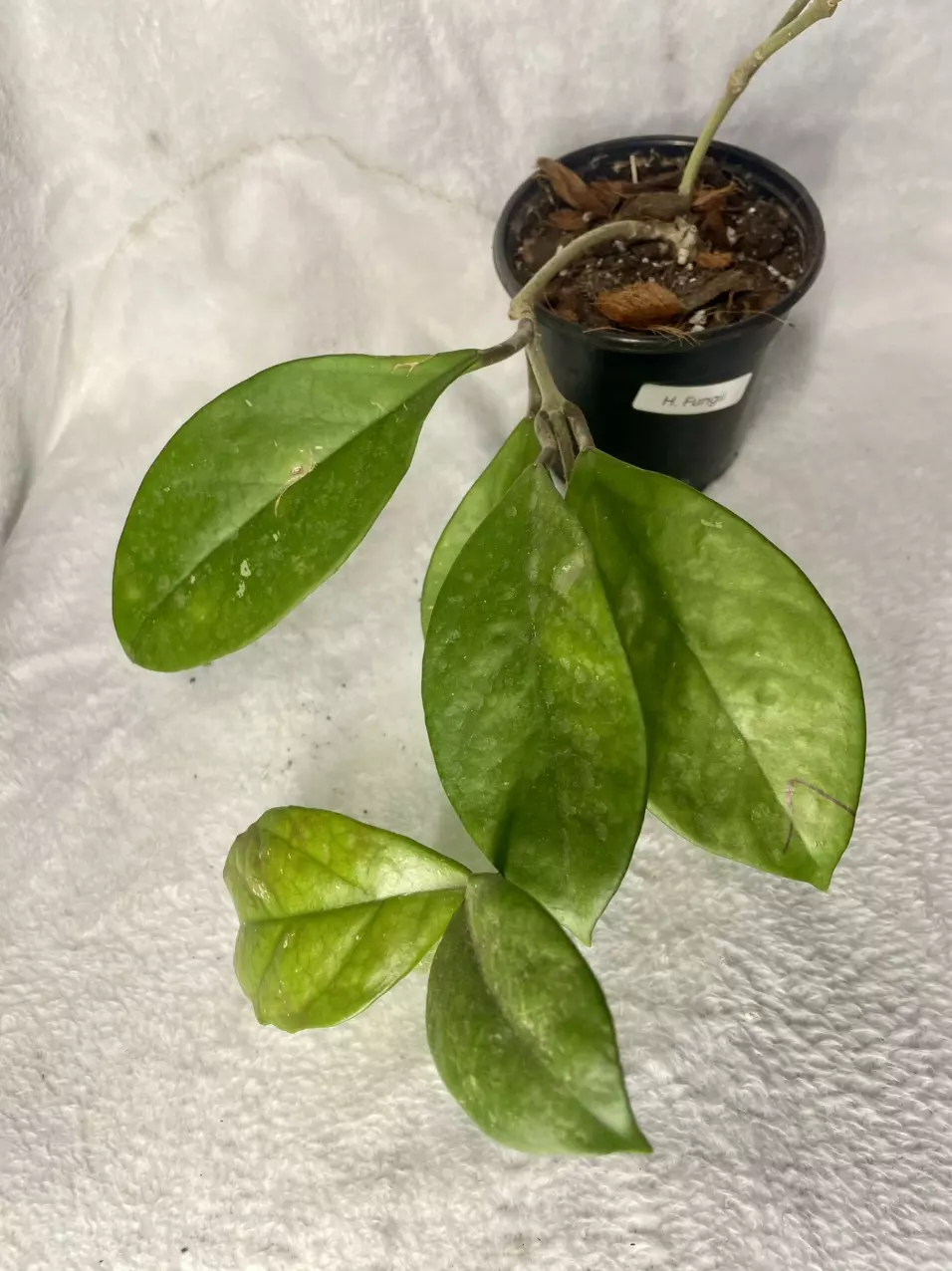 Hoya Fungii thumbnail