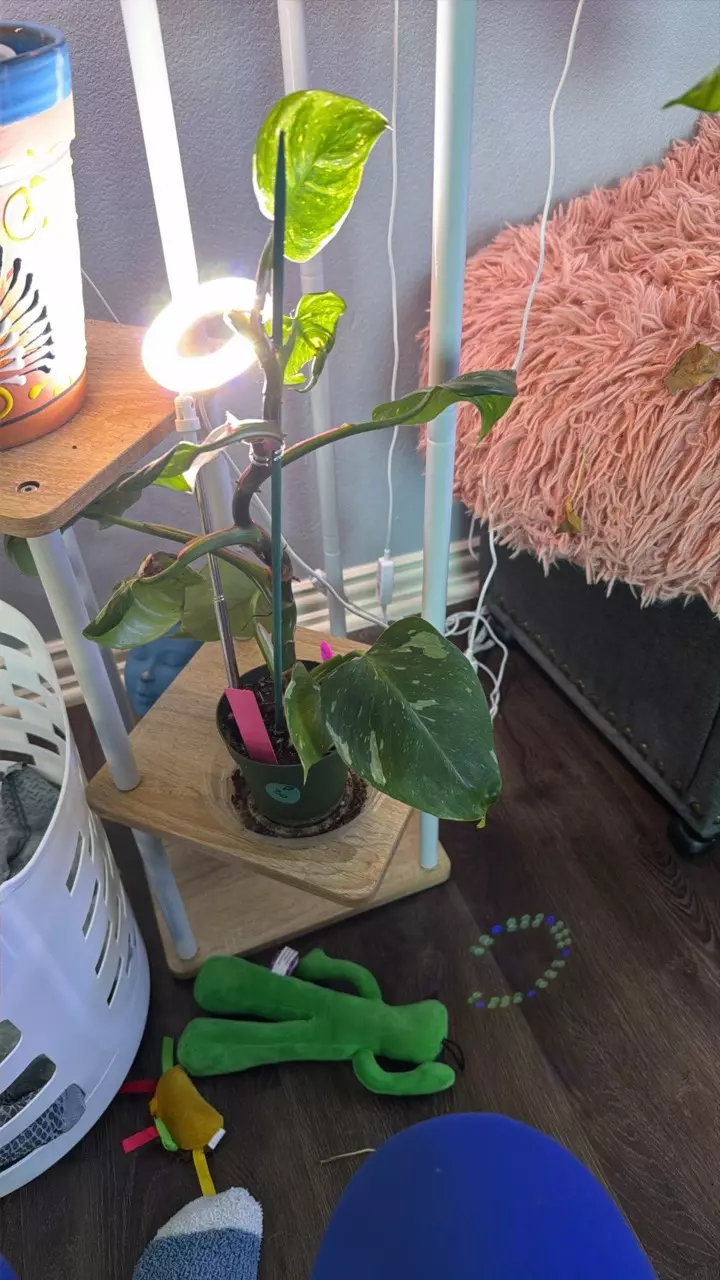 PINK WHITE PRINCESS thumbnail