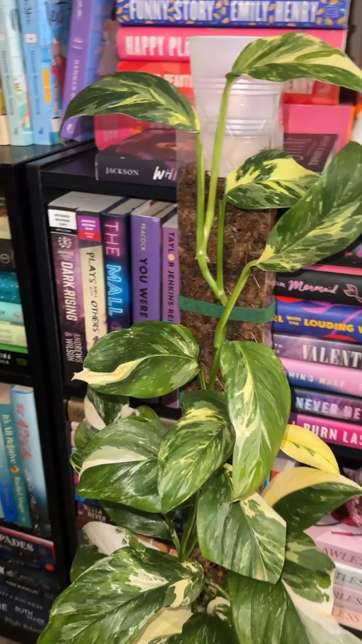 monstera lechleriana albo thumbnail