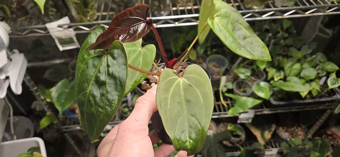 Anthurium Red Dress x Delta Dawn thumbnail