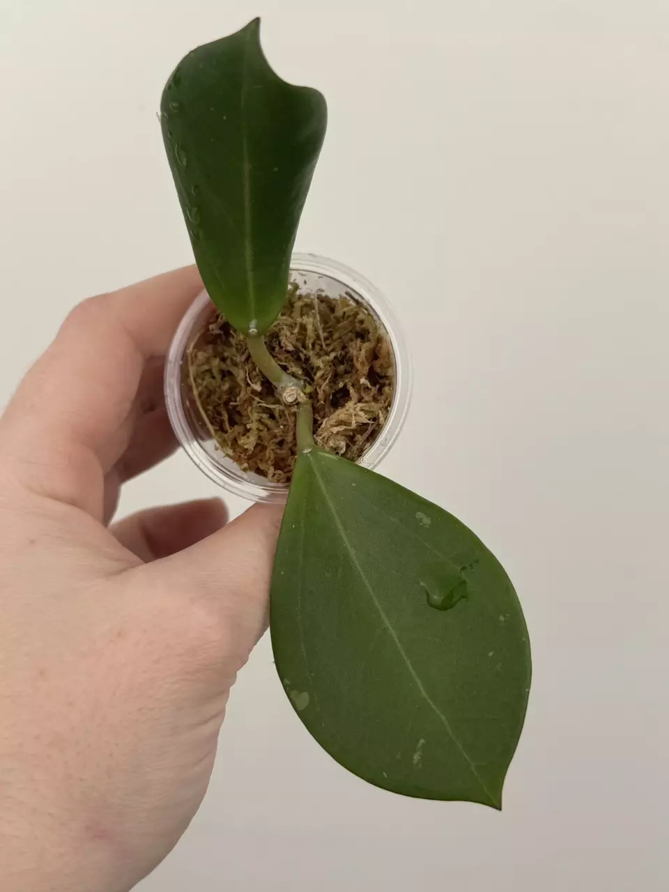 Hoya Khon Kean Ruby thumbnail