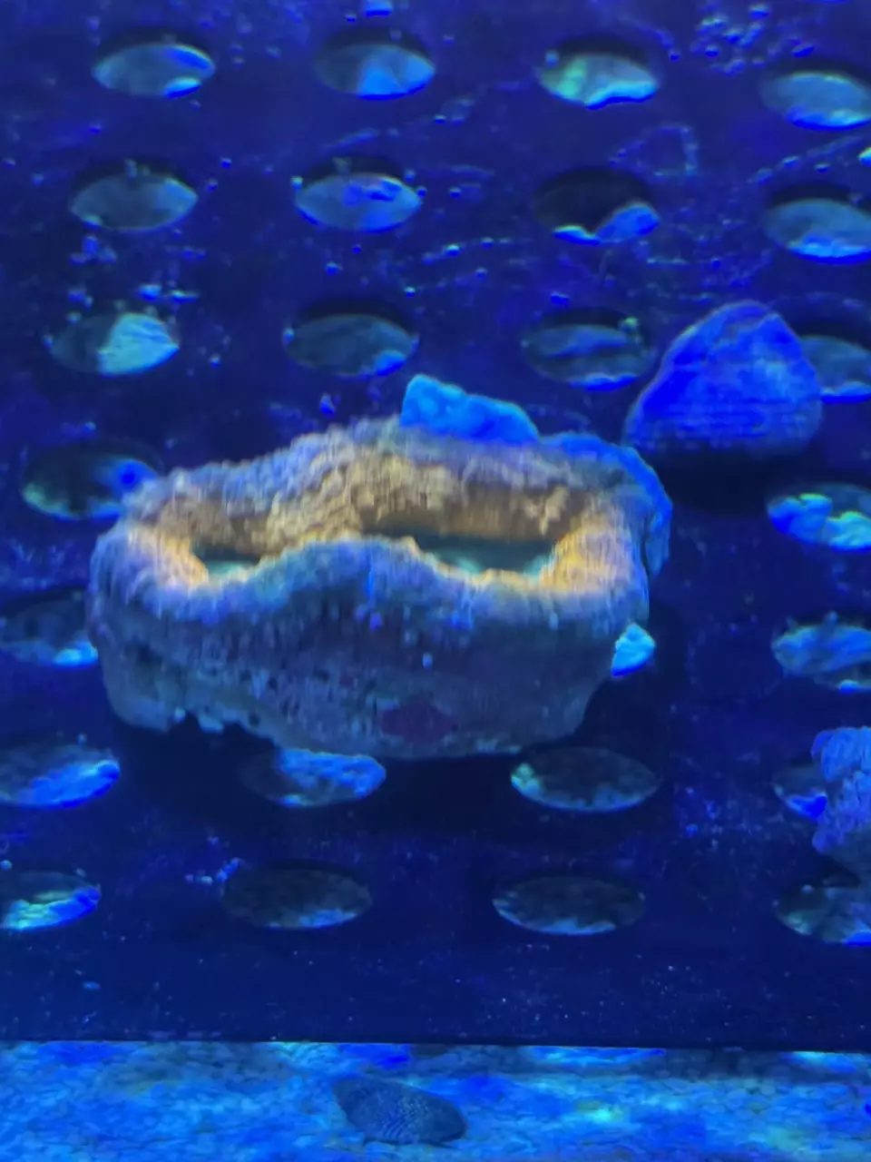 Yellow Lobophylia thumbnail