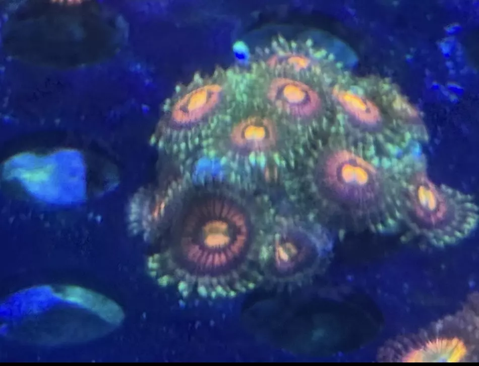 Rainbow Incinerator Zoas thumbnail