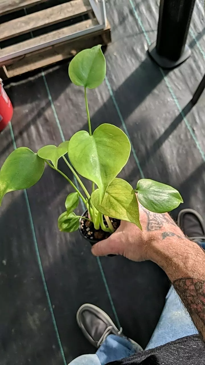 546 Monstera Deliciosa thumbnail