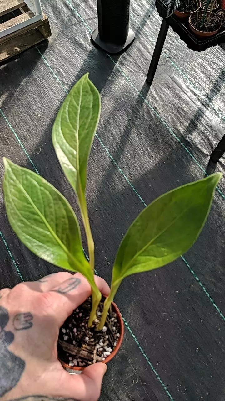 509 Anthurium Cobra thumbnail