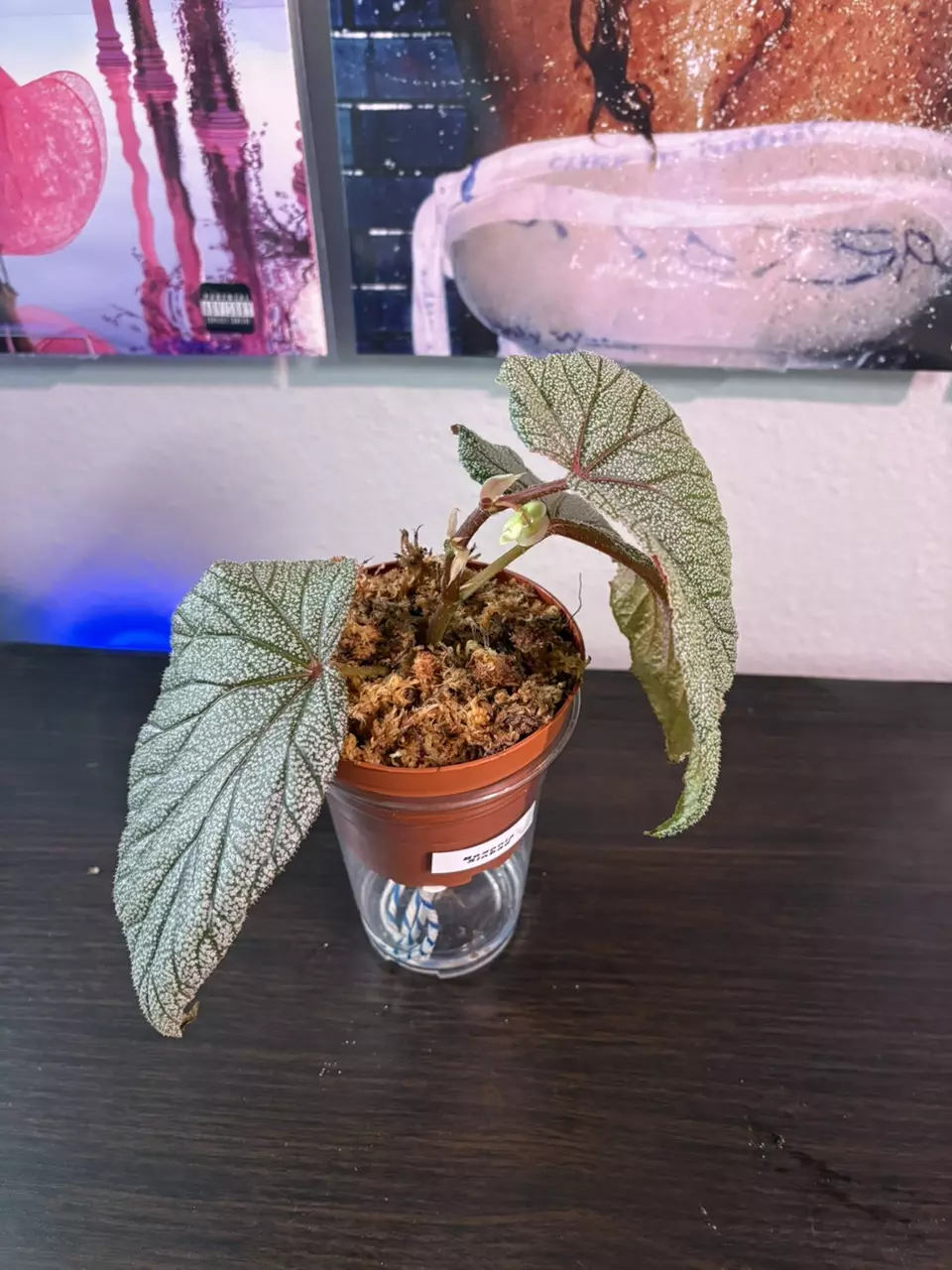 Begonia sinbad thumbnail