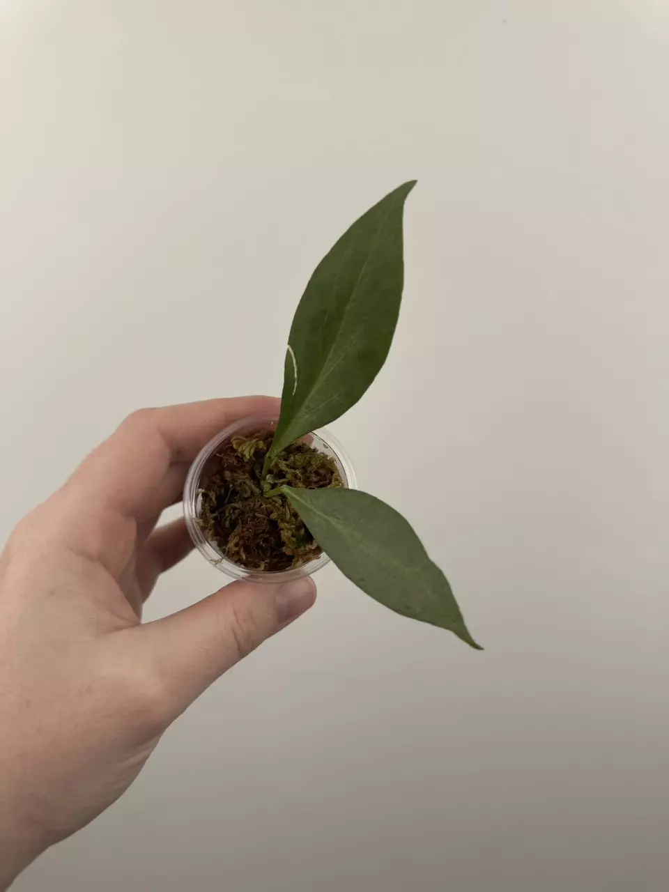 Hoya Nicholsoniae 'New Guinea Ghost' thumbnail