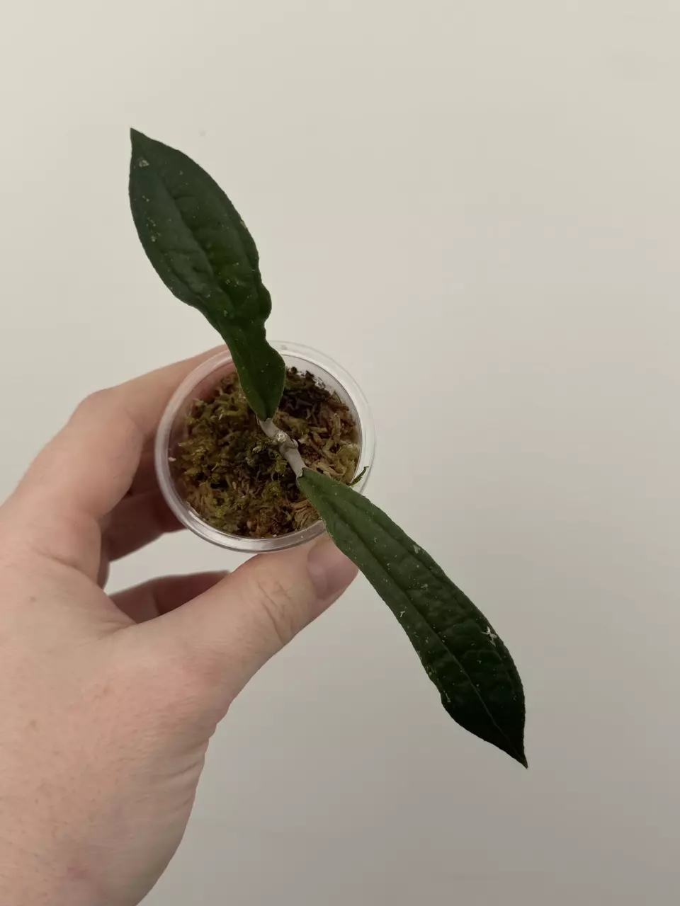 Hoya Rigidifolia thumbnail
