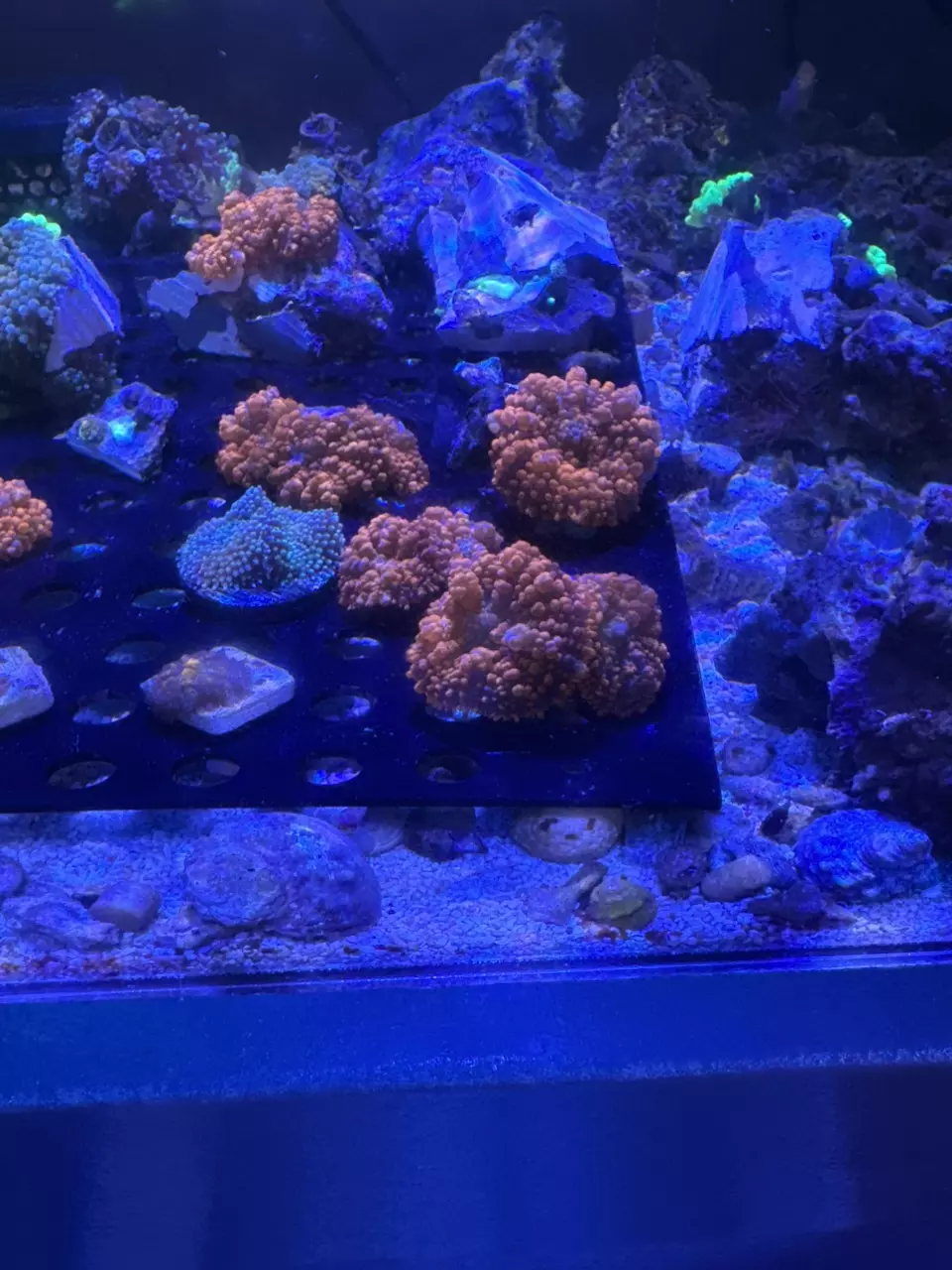 Raunchy Red Mushroom Coral thumbnail