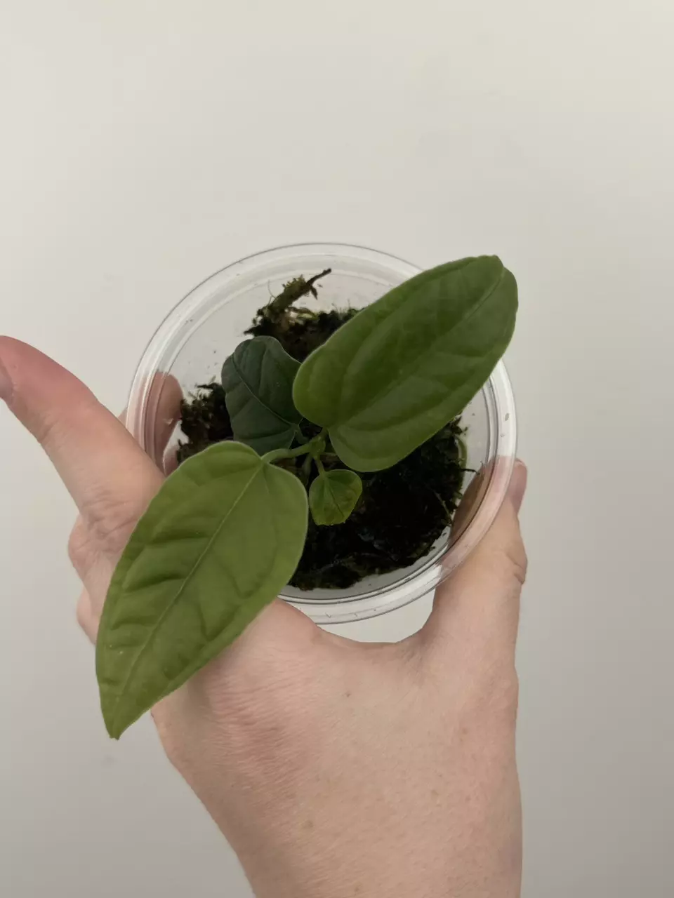 Anthurium Lapoanum thumbnail