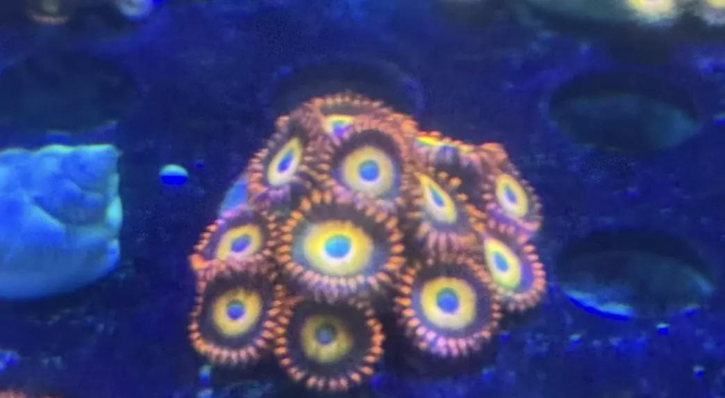 Fruit Loops Zoa thumbnail