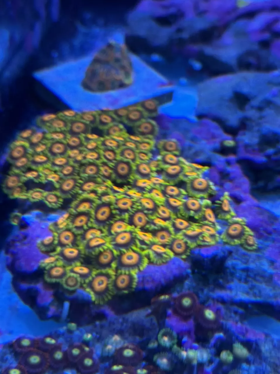 Super saiyan zoanthid thumbnail