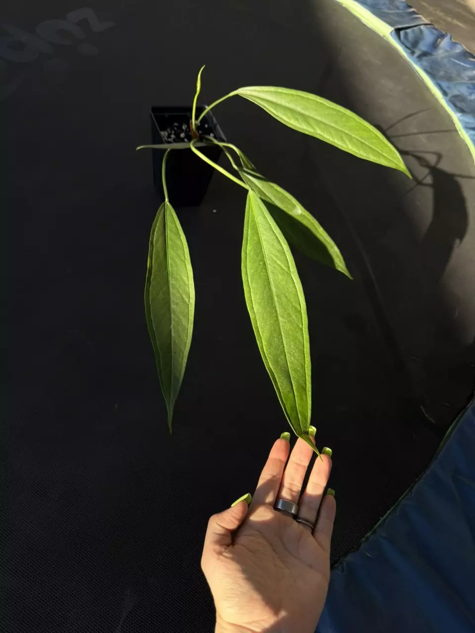 Anthurium Redolens *Growers choice* thumbnail