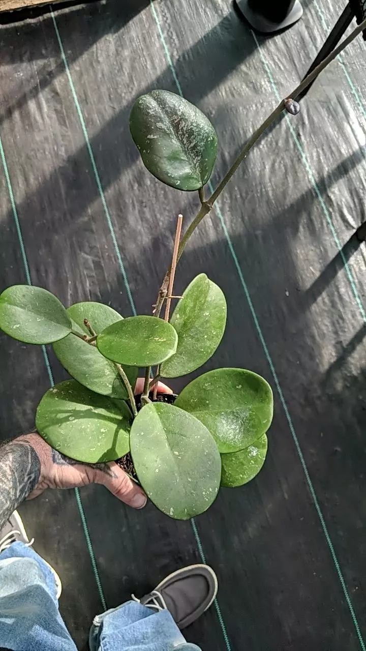 008 Hoya Obovata thumbnail