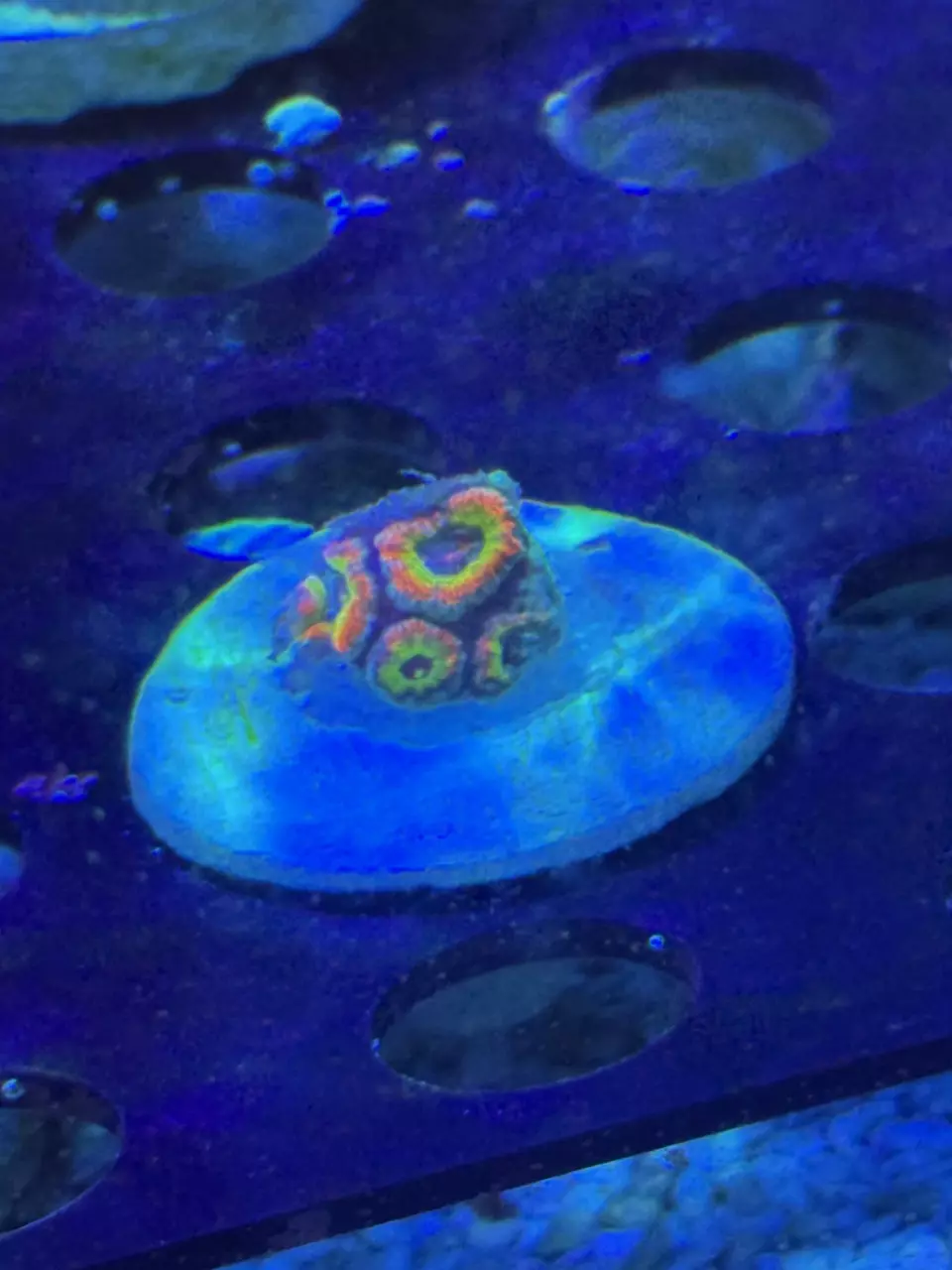 Holy grail micromusa thumbnail