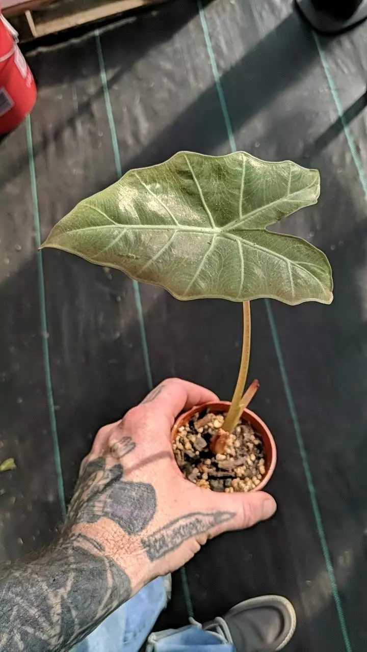 207 Alocasia Golden Bone thumbnail