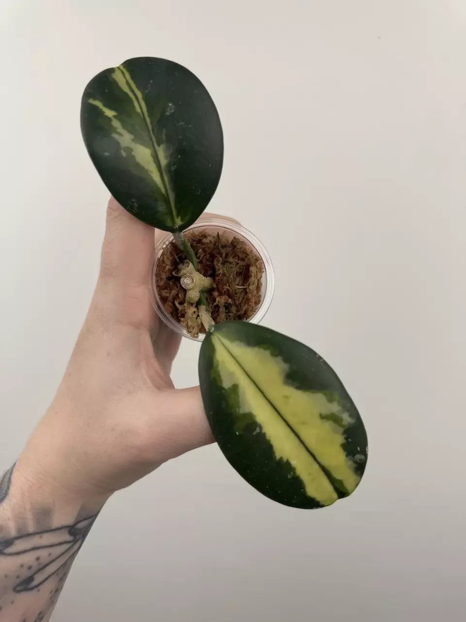 Hoya Diversifolia 'Maharani' thumbnail