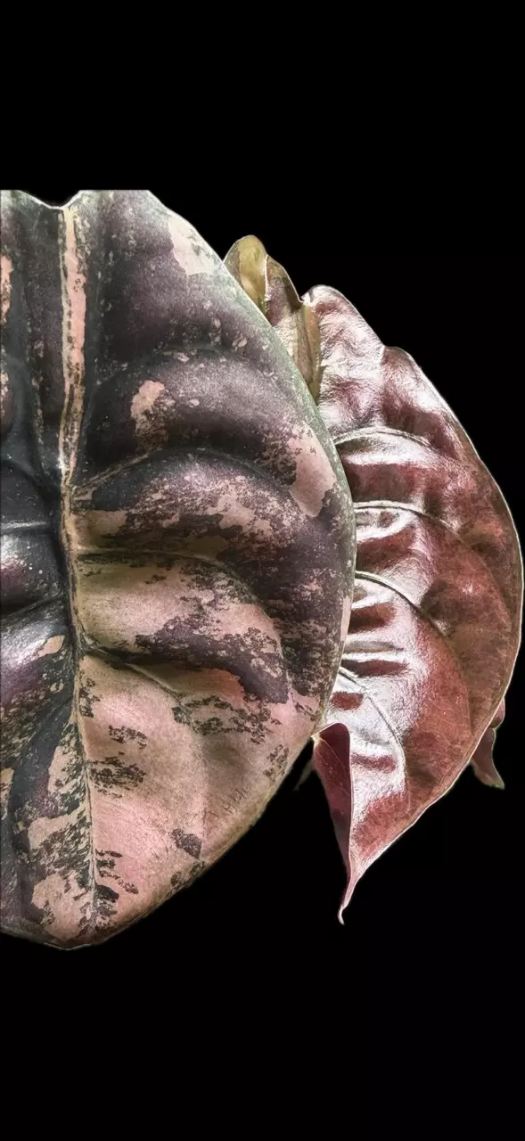 Alocasia Strawberry Latte Cuprea corm thumbnail